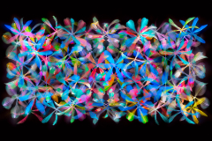 Stars of Petals on Black Variation 3 © Harold Davis