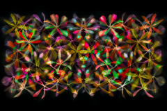 Stars of Petals on Black Variation 4 © Harold Davis