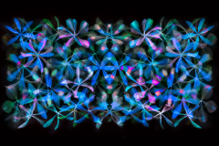 Stars of Petals on Black Variation 5 © Harold Davis