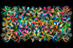 Stars of Petals on Black Variation 6
