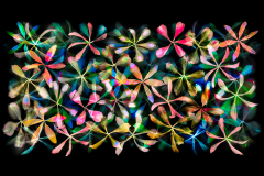 Stars of Petals on Black Variation 7 © Harold Davis