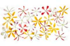 Stars of Petals © Harold Davis