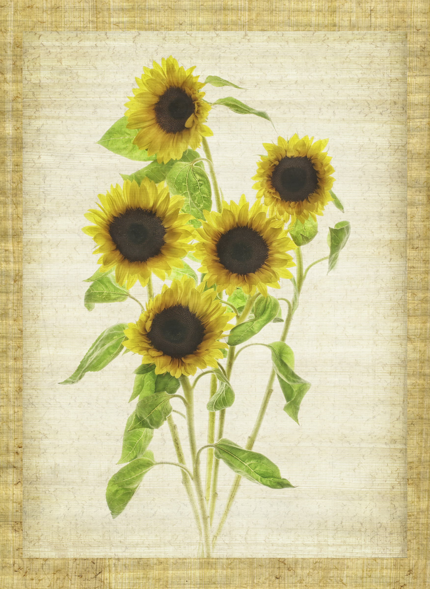 HLD-272_Sunflowers_No_5