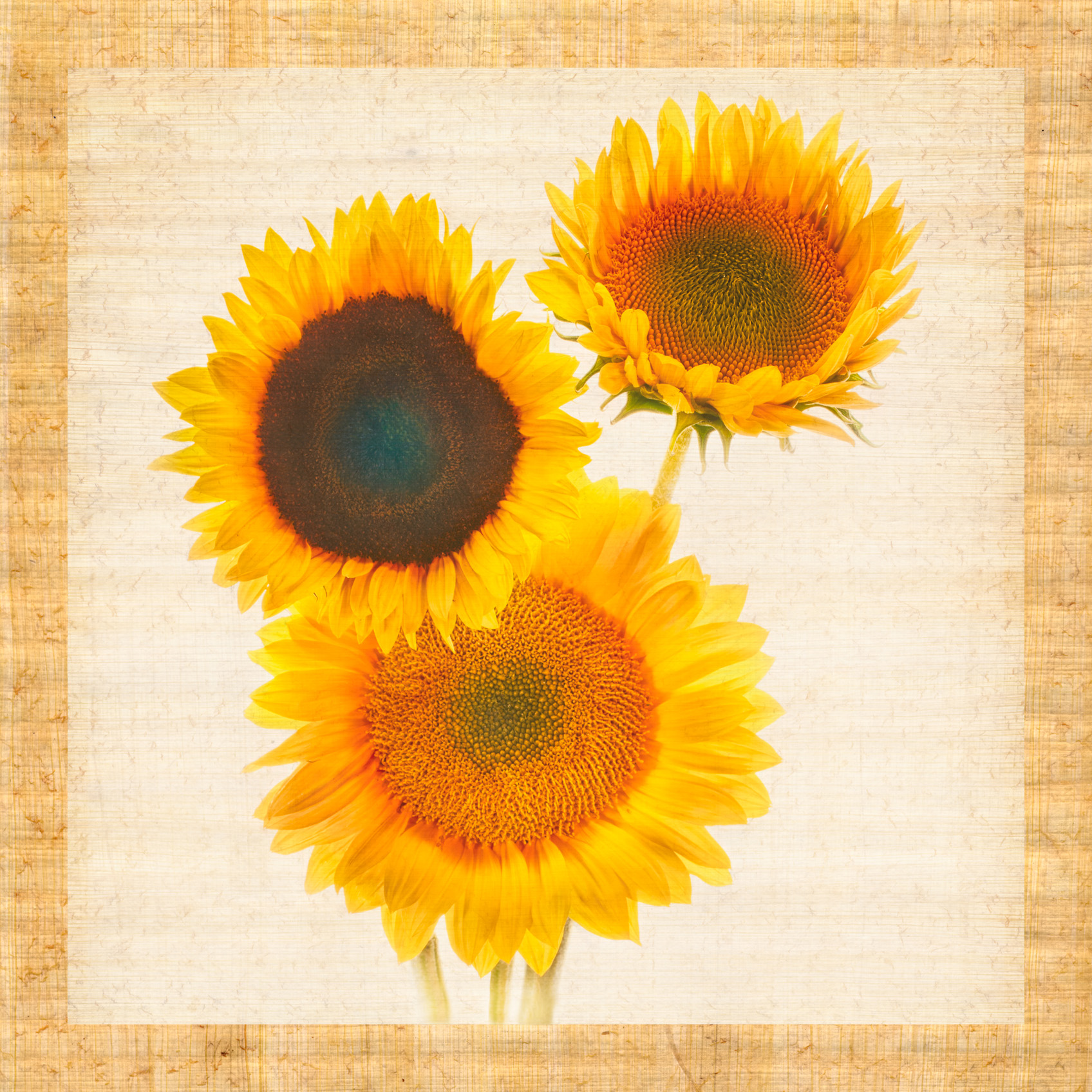 HLD-273_Sunflowers_Trio