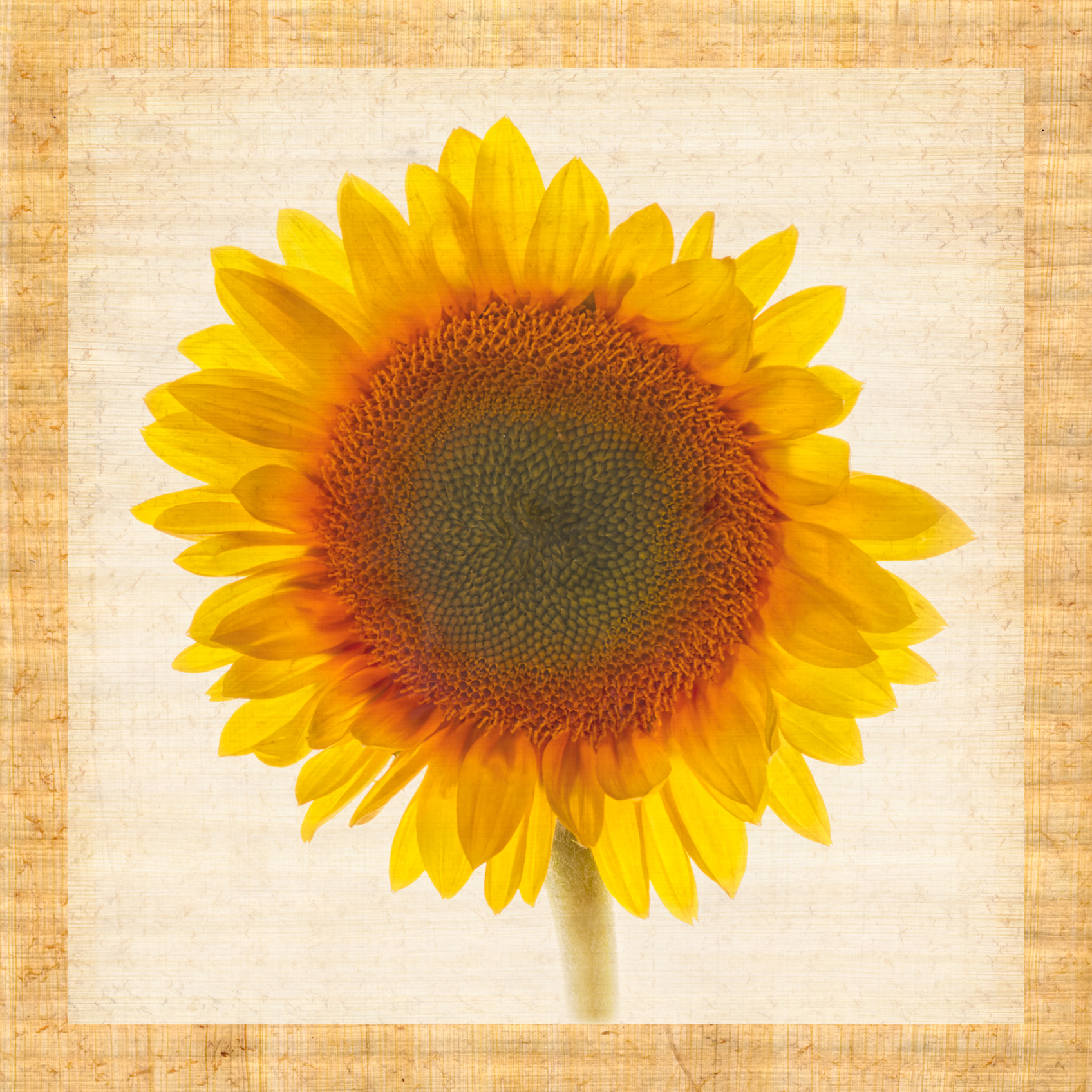 HLD-274_Sunflower_Solo_A