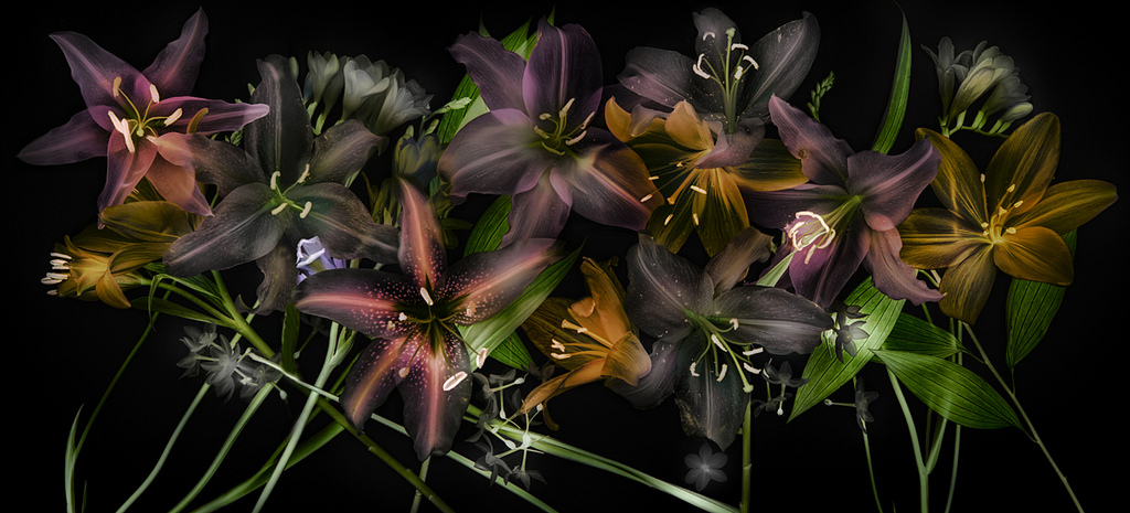 lilies-on-black-lg