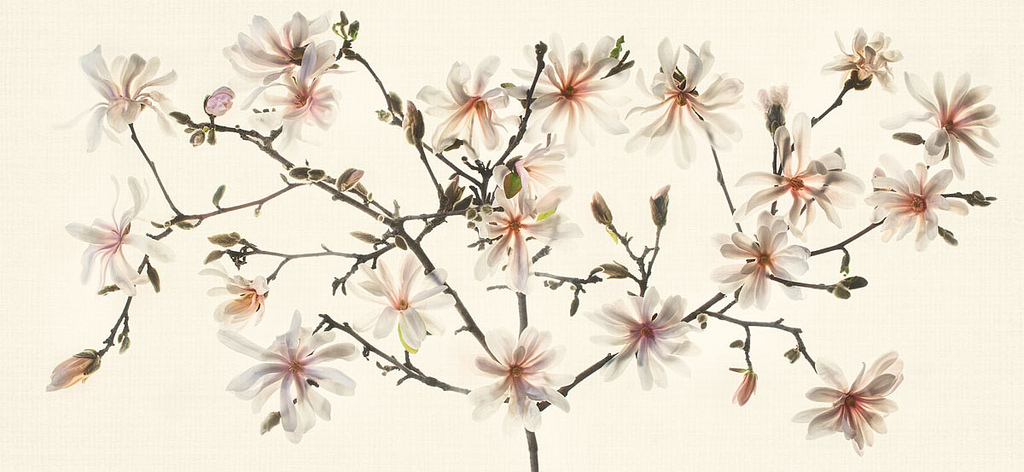 star-magnolia-pano-lg