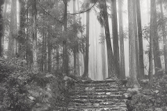 Along the Kumano kodo