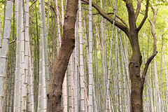 Bamboo Forest © Harold Davis