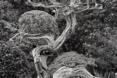 Old Tree, Konchi-in Garden © Harold Davis