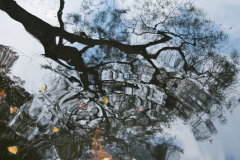 Reflections in a Japanese Garden © Harold Davis