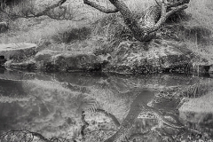 Tree and Reflection © Harold Davis