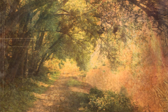 Path-beside-the-Rhine