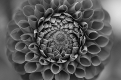 Dahlia Mandala