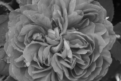 Damask Rose