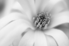 Magnolia Stellata