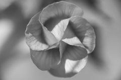 Mallow