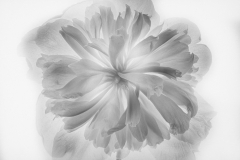 Peony #1
