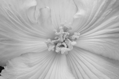 Pink Begonia