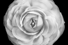 Ranunculus Asiaticus