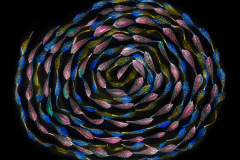 A Simple Twist of Fate 4 © Harold Davis