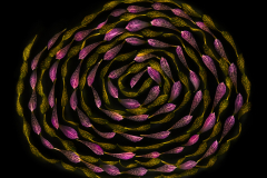 A Simple Twist of Fate © Harold Davis