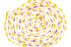 Alstromeria Petal Mandala © Harold Davis