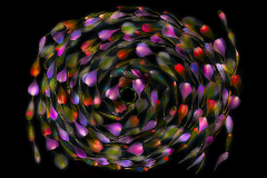 Chasing Tales on Black © Harold Davis