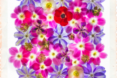 Color Field of Flowers © Harold Davis