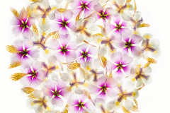 Design for a Stained Glass Window Made of Flowers © Harold Davis