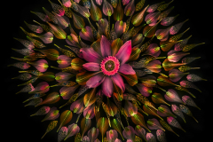 Floral Mandala on Black © Harold Davis