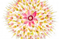 Floral Mandala on White © Harold Davis
