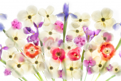 Garden Flowers with Dogwood © Harold Davis