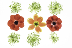 Anemones, Tulip, and Queen Anne's Lace © Harold Davis