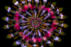 Petal Fractal 101 Inversion