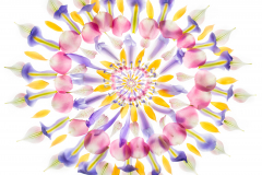 Petal Fractal 101 © Harold Davis