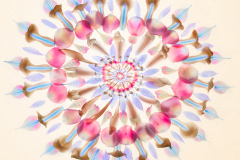 Petal Fractal with Background A