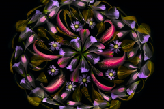 Petals on Black