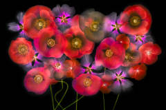 Poppies and Mallows on Black (Inversion) © Harold Davis