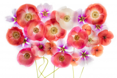 Poppies and Mallows on White © Harold Davis