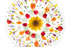Solar Flare on White © Harold Davis