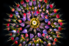 Study in Petals on Black © Harold Davis