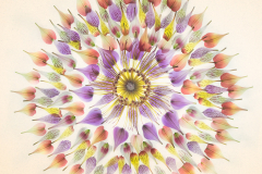 Study in Petals with Proteus Center © Harold Davis