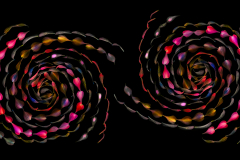The Way We Met: Spiral Galaxies