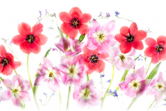 Tulips and Lobelias on White © Harold Davis