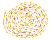 Alstromeria Petal Mandala © Harold Davis