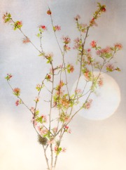 Apple Blossoms Daze © Harold Davis