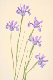 Blue Irises © Harold Davis