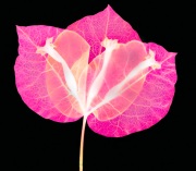Bougainvillea Variation A © Harold Davis