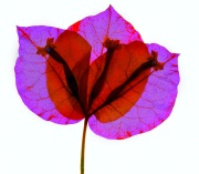 Bougainvillea Variation B © Harold Davis